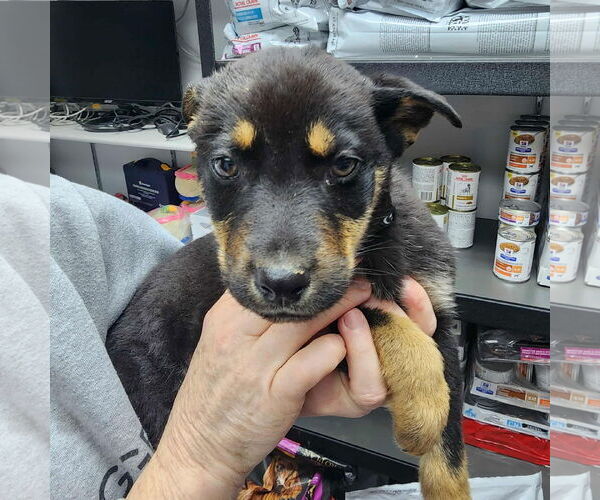 Medium Photo #5 Mutt Puppy For Sale in Fargo, ND, USA