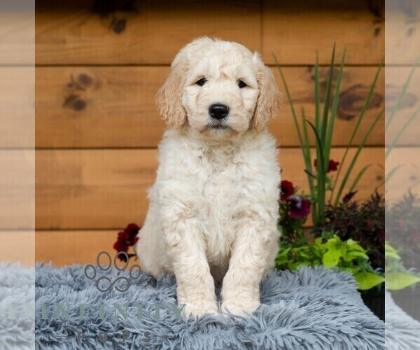 Medium Photo #7 Goldendoodle Puppy For Sale in ROARING SPRING, PA, USA