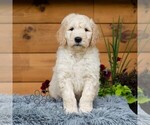 Small #6 Goldendoodle