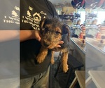 Small Photo #14 Airedale Terrier Puppy For Sale in FLAGSTAFF, AZ, USA