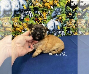 Mal-Shi Puppy for sale in WINNSBORO, LA, USA