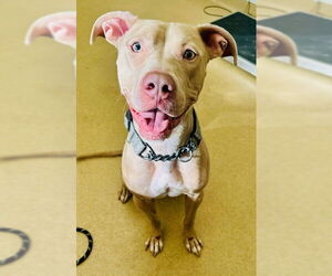 American Pit Bull Terrier Dogs for adoption in Derwood, MD, USA