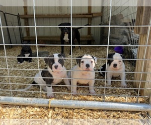 American Bulldog Puppy for sale in COLUMBIA, KY, USA