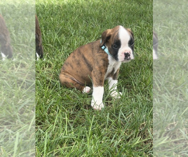 Medium Photo #13 Boxer Puppy For Sale in LONG BEACH, CA, USA