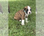 Small #12 Boxer