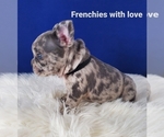 Small Photo #13 French Bulldog Puppy For Sale in PORT READING, NJ, USA