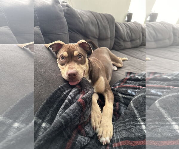 Medium Photo #17 Mutt Puppy For Sale in Holly Springs, NC, USA