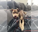 Small #16 Mutt