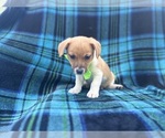 Small #8 Jack Russell Terrier