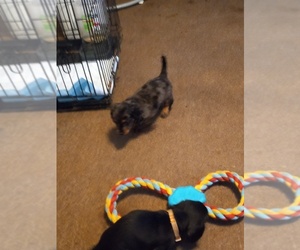 Dachshund Puppy for sale in BAKERSVILLE, NC, USA