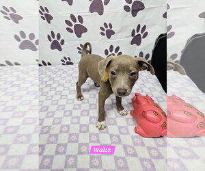 Waltz - Female Rat Terrier-Unknown Mix Dog for Adoption - Photo #2