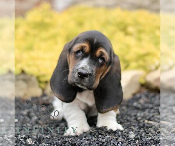 Medium Photo #4 Basset Hound Puppy For Sale in BIRD IN HAND, PA, USA