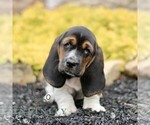 Small #3 Basset Hound