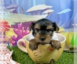 Small #1 Yorkshire Terrier