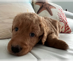 Puppy Biscuit Goldendoodle