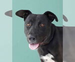 Small Labrador Retriever Mix