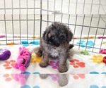 Layla - Female Cavapoo (Miniature)-Poodle (Toy) Mix Puppy for Sale - Photo #8