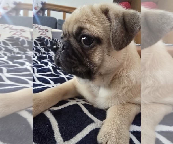 Medium Photo #1 Pug Puppy For Sale in NEW IPSWICH, NH, USA