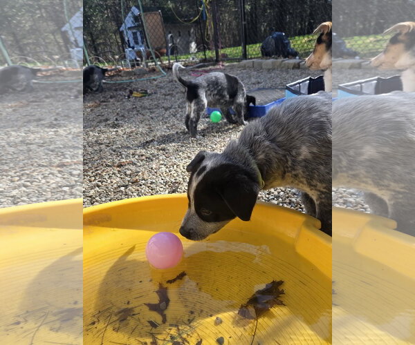 Medium Photo #4 Mutt Puppy For Sale in Garden City, NY, USA