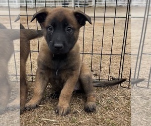 Belgian Malinois Dog for Adoption in ELLERBE, North Carolina USA