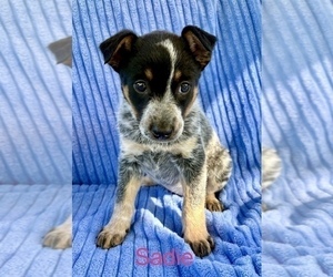 Australian Shepherd Puppy for Sale in FAIR HAVEN, Michigan USA
