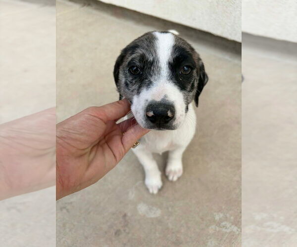 Medium Photo #2 Border Collie-Unknown Mix Puppy For Sale in Brewster, NY, USA