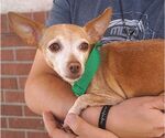 Small #1 Chihuahua