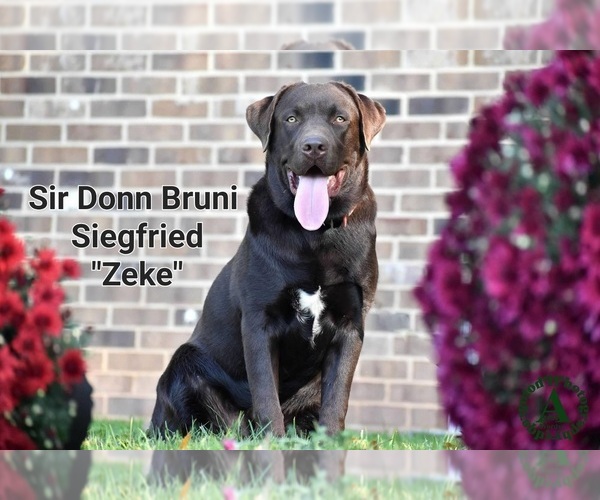 Medium Photo #1 Labrador Retriever Puppy For Sale in HARRISONBURG, VA, USA