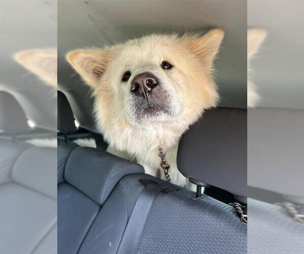 Medium Photo #1 Samoyed-Unknown Mix Puppy For Sale in San Antonio, TX, USA