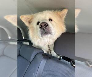 Samoyed-Unknown Mix Dogs for adoption in San Antonio, TX, USA