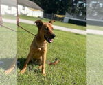 Small #1 Mutt