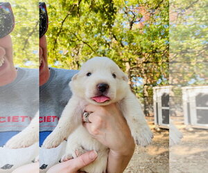 Great Pyrenees Dogs for adoption in Spring, TX, USA