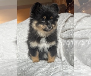 Doberman Pinscher Puppy for sale in ARNOLD, MD, USA