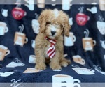 Milo - Male Cavapoo (Miniature) Puppy for Sale - Photo #5