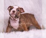 Small Photo #58 Bulldog Puppy For Sale in WARSAW, IN, USA