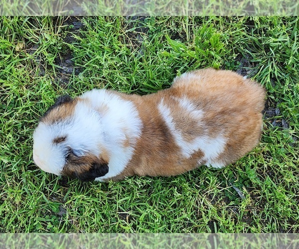 Medium Photo #27 Saint Bernard Puppy For Sale in TURLOCK, CA, USA