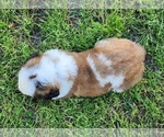 Small Photo #27 Saint Bernard Puppy For Sale in TURLOCK, CA, USA