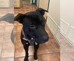 Small #2 American Pit Bull Terrier-Labrador Retriever Mix