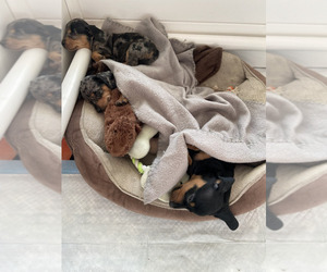 Dachshund Puppy for sale in YUCCA VALLEY, CA, USA