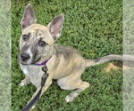 Small #2 Basenji-Boxer Mix