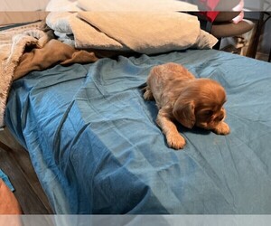 Cavalier King Charles Spaniel Puppy for sale in SAN LEANNA, TX, USA