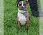 Small #3 Boxer-Catahoula Leopard Dog Mix