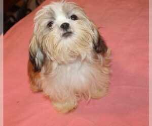 Shih Tzu Puppy for sale in THAYER, KS, USA