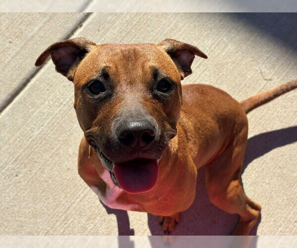 Medium Photo #1 Mutt Puppy For Sale in Tulsa, OK, USA