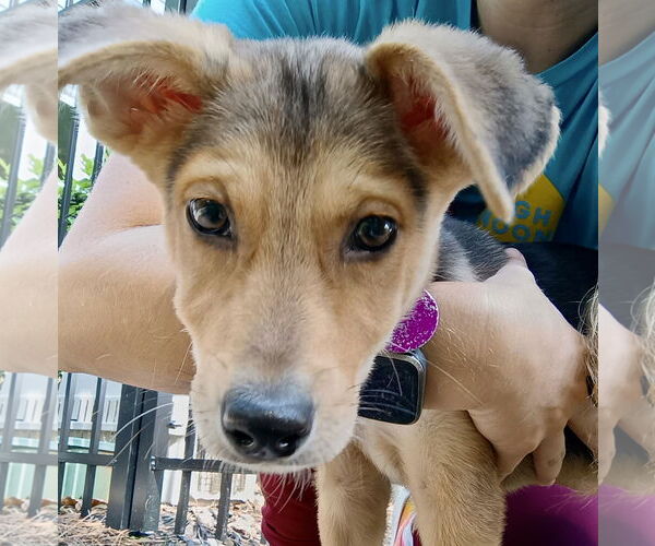 Medium Photo #6 Mutt Puppy For Sale in Cary, NC, USA