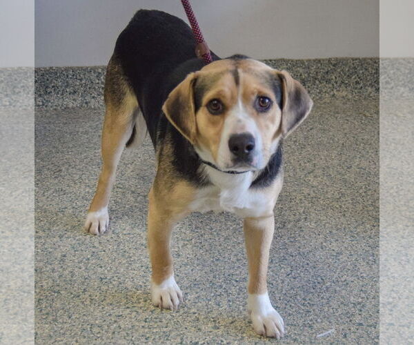 Medium Photo #3 Bagle Hound Puppy For Sale in Huntley, IL, USA