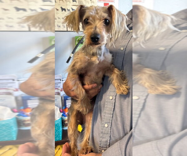 Medium Photo #2 Mutt Puppy For Sale in Penngrove, CA, USA