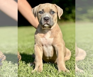 Medium American Bully