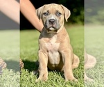 Puppy Puppy 4 American Bully