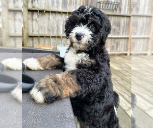 Bernedoodle Puppy for sale in CROWN POINT, IN, USA